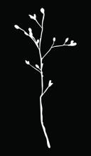 DVI DVP10305NB-C - Lily Urban Black Wall Light